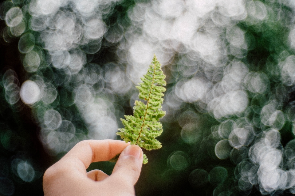 Tangan bokeh
 tanaman daun