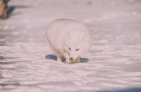 Snow cold winter puppy Photo