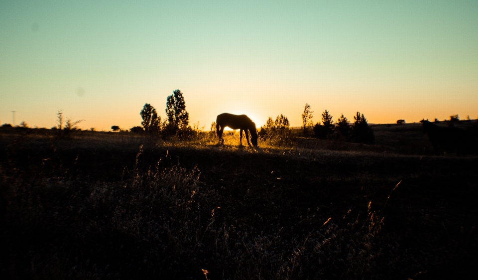 Tree nature horizon silhouette