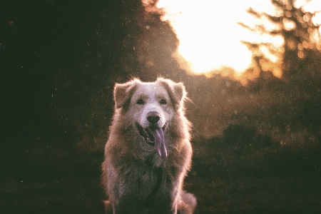 Foto Anjing satwa peliharaan mamalia