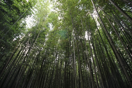 Tree nature forest branch Photo