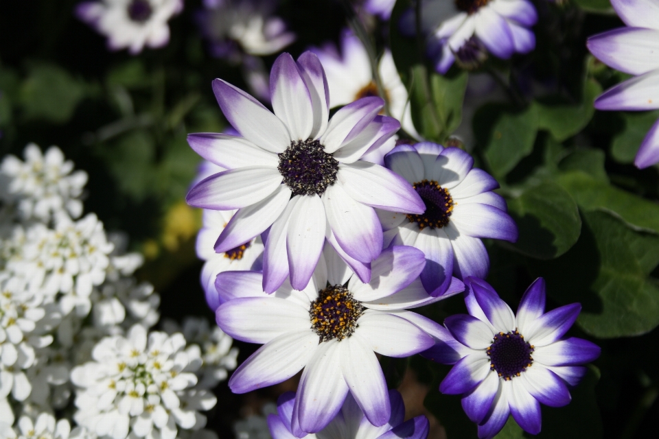 Fleurir usine blanc fleur