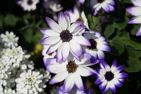 Blossom plant white flower Photo