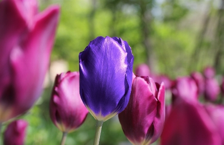 Nature blossom plant flower Photo