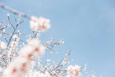 Tree branch blossom winter Photo