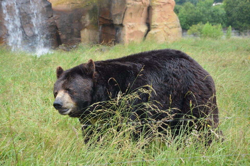 Natur tier tragen tierwelt