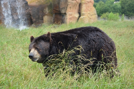 Nature animal bear wildlife Photo