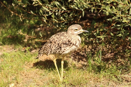 Foto Alam burung imut-imut margasatwa