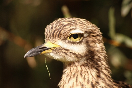 Foto Alam burung imut-imut margasatwa