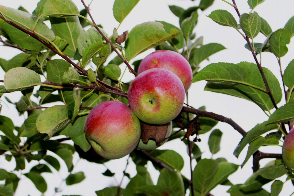 Apple 木 自然 ブランチ