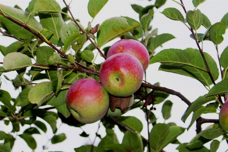 Foto Apple pohon alam cabang