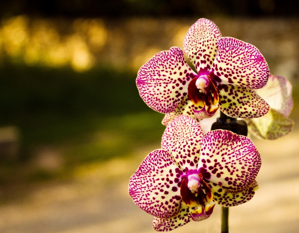 Nature fleurir ouvrir usine