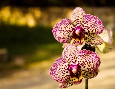 自然 花 開ける 植物 写真