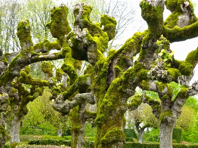 Foto Albero natura ramo pianta