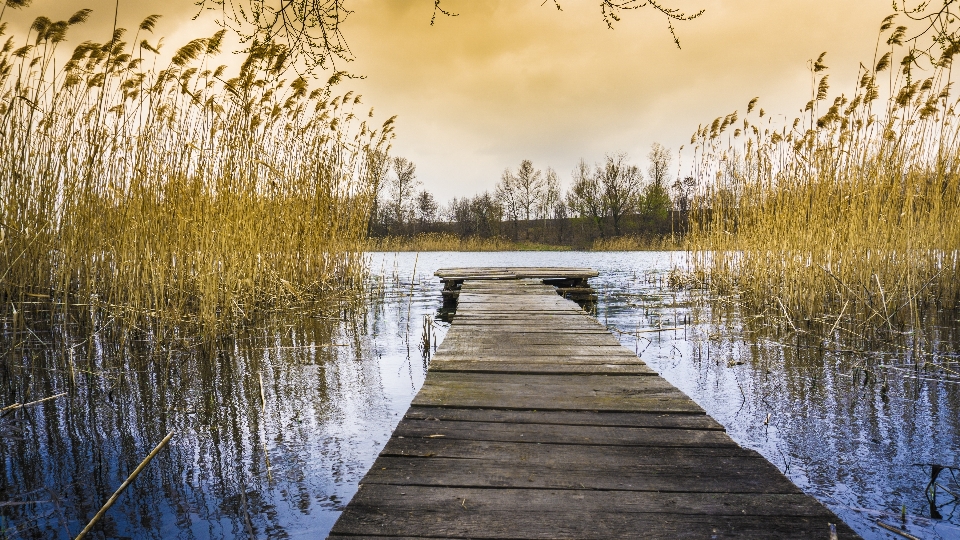 Paesaggio albero acqua natura