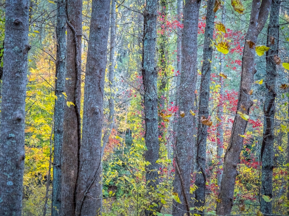 Baum wald zweig anlage