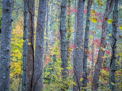 Tree forest branch plant Photo