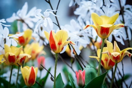 風景 自然 花 成長 写真