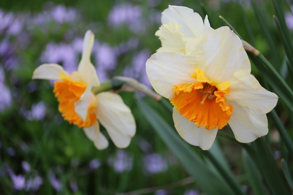 Natur gras blüte anlage