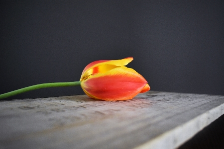 Plant fruit leaf flower Photo