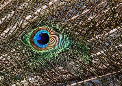 Foto Burung satwa margasatwa pola