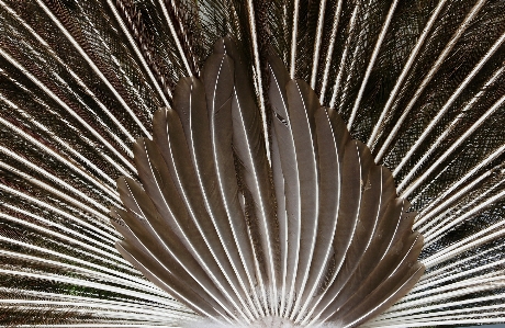 Kuş kanat hayvan yaban hayatı Fotoğraf