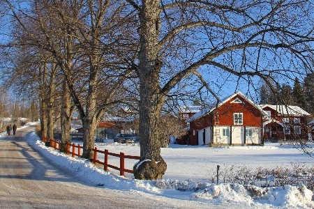 Tree snow cold winter Photo