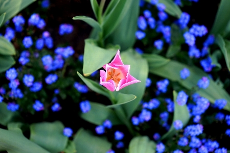 Nature outdoor blossom growth Photo