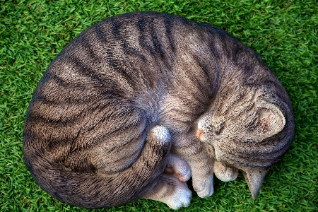 Grass hair animal cute Photo