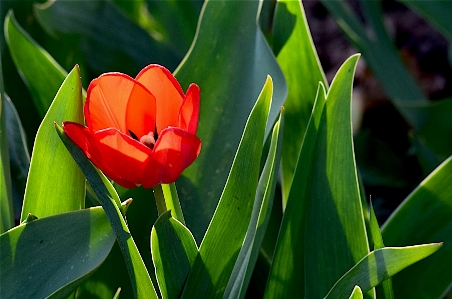 Nature blossom plant leaf Photo