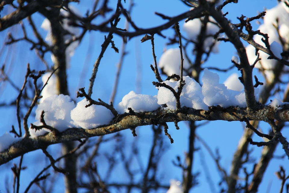 Baum natur zweig blüte