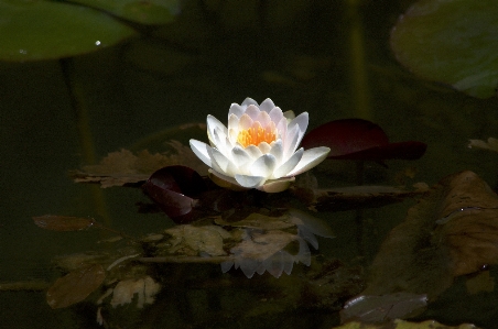 Foto Agua planta hoja flor