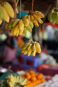 Nature plant fruit leaf Photo