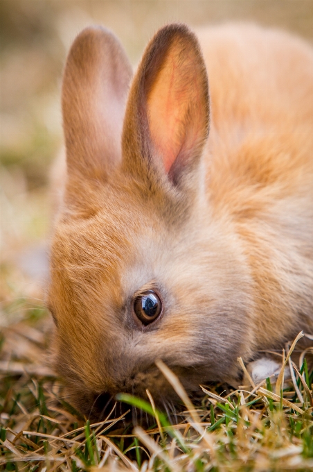 自然 草 動物 かわいい