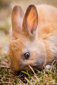 Nature grass animal cute Photo