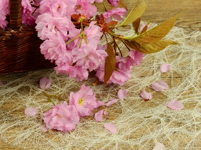 Tree blossom plant flower Photo