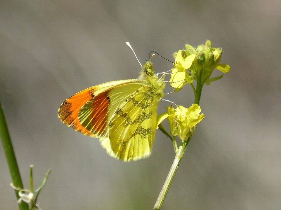 Nature prairie flower insect