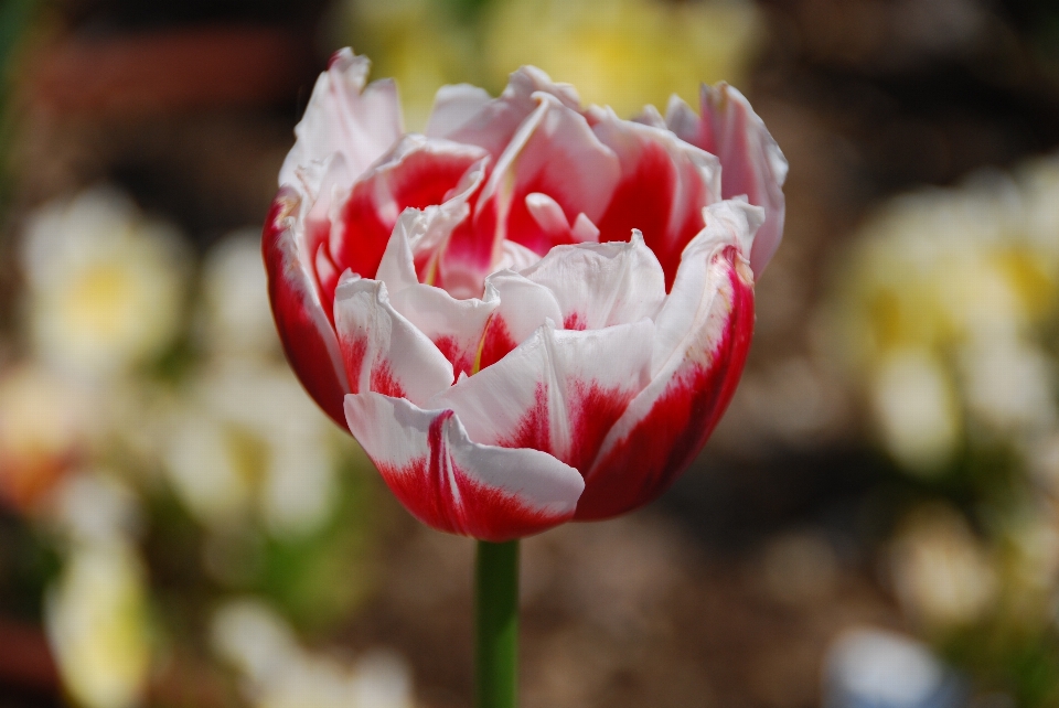 Natur blüte anlage blume