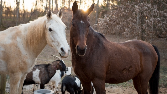 Foto Azienda agricola animale capra gregge