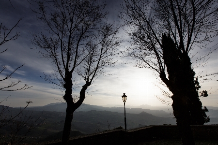 Landscape tree nature branch Photo