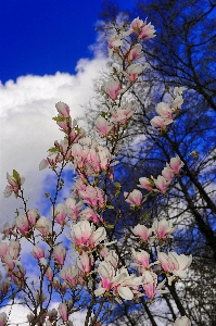 Tree nature branch blossom Photo