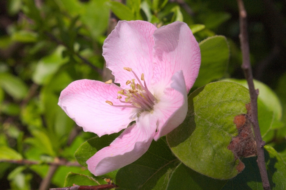 Nature fleurir usine fleur