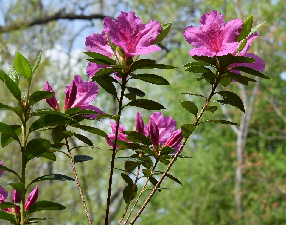 Natura fiore pianta fioritura