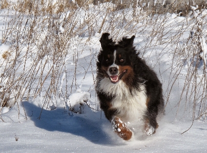 Snow winter play dog Photo