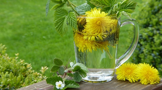 Blossom cold plant dandelion Photo