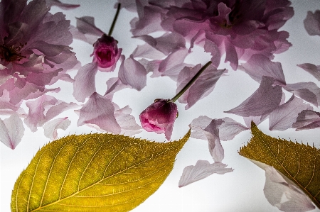 Tree branch blossom plant Photo