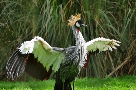 Photo Nature herbe oiseau aile