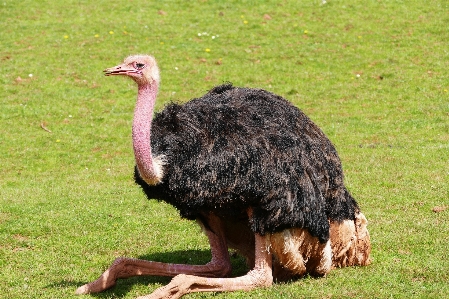 Foto Alam burung peternakan satwa