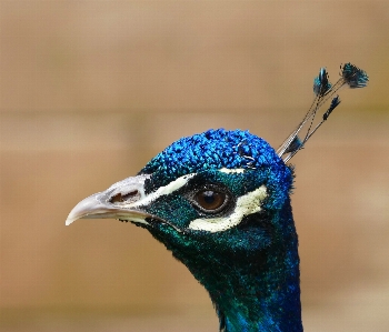 Nature bird flower animal Photo