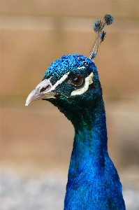 Nature bird animal male Photo